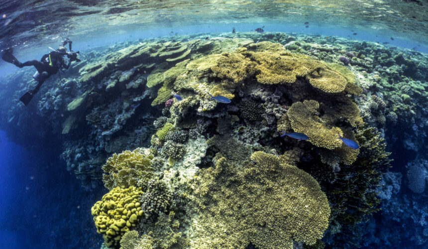 Les coraux, des écosystèmes uniques et menacés