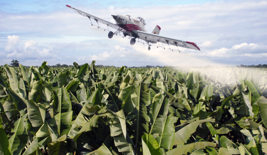 Pesticide de lutte contre le charançon du bananier interdit dès 1977 aux États-Unis et en France en 1990, le chlordécone a été épandu aux Antilles jusqu'en 1993 par dérogation.