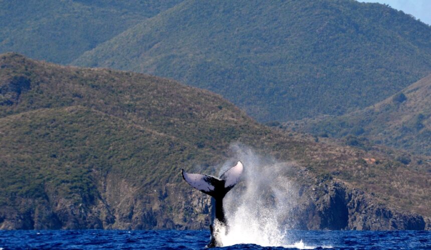 Baleine à bosse réserve naturelle nationale de Saint-Martin sanctuaire Agoa