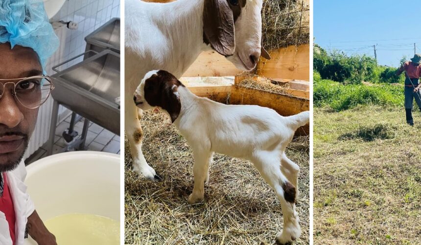 « Depuis mon plus jeune âge, cela a toujours été une passion pour moi » explique Lionel Annacanon, éleveur caprins de la commune de Saint-François. Photo : Gwada Boer Goat