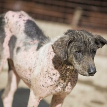 Photo d’illustration : Errance canine. Delage Jean-Michel / Sipa