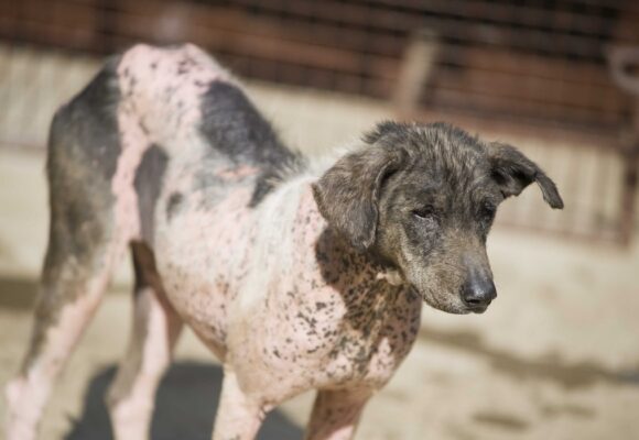 Photo d’illustration : Errance canine. Delage Jean-Michel / Sipa