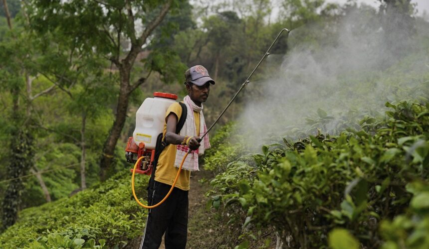 Photo d’illustration. Un ouvrier pulvérise des pesticides sur des feuilles dans une plantation. AP Photo/Anupam Nath