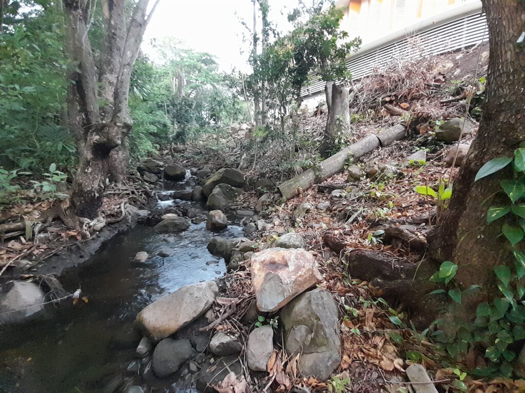 Élagage au bord de la ravine Espérance à Basse-Terre. Mars 2025. Photo : Nathalie Serrand