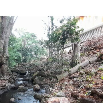 Élagage au bord de la ravine Espérance à Basse-Terre. Mars 2025. Photo : Nathalie Serrand