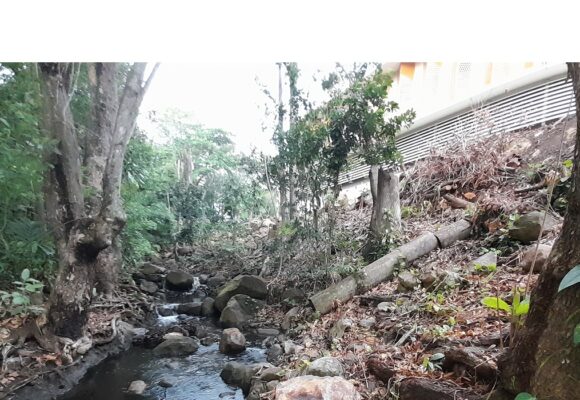 Élagage au bord de la ravine Espérance à Basse-Terre. Mars 2025. Photo : Nathalie Serrand