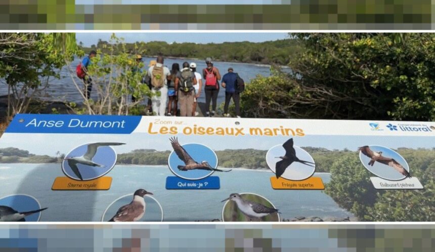 Un panneau pédagogique du sentier « Gozyé ékolo » à Saint-Félix au Gosier qui permet d'identifier et de comprendre le rôle écologique des oiseaux locaux. Photo : capture écran Canal 10