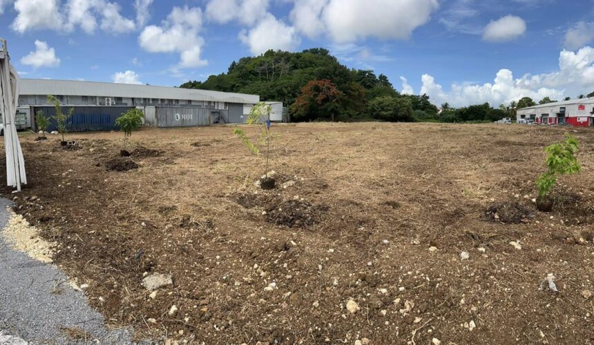 Les cinq arbres fruitiers symboliques plantés à Petit-Pérou aux Abymes, première étape d'un projet à 1,7 million d'euros dont l'utilité publique vise des impacts concrets sur la l’urbanisme et le vivre-ensemble. Photo : Cap excellence