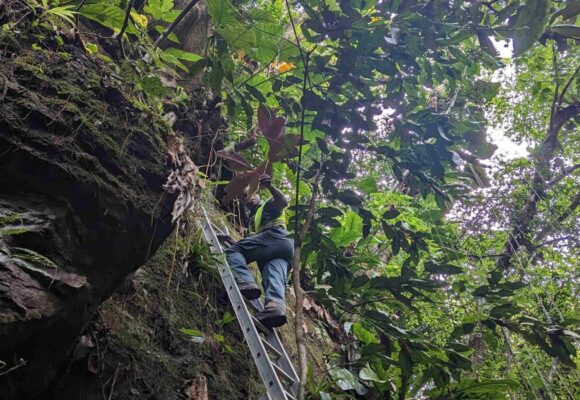 Un agent de l'Office national des forêts (ONF) procède à l’arrachage manuel d’un Miconia calvescens à Matouba, sur les hauteurs de Saint-Claude en Guadeloupe en juin 2023. Photo : ONF Guadeloupe