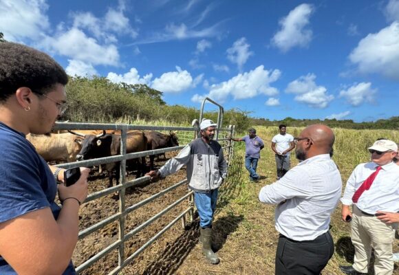 Inauguration de l'atelier d'engraissement bovin à Petit-Canal, le 30 janvier. Photo : Ville de Petit-Canal