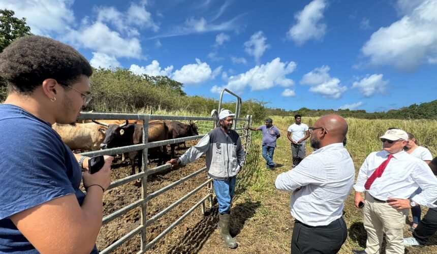 Inauguration de l'atelier d'engraissement bovin à Petit-Canal, le 30 janvier. Photo : Ville de Petit-Canal