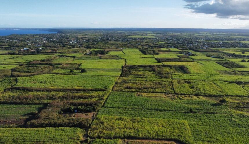 Champs de canne à Dadoud Petit-Canal, février 2026. Photo : DR