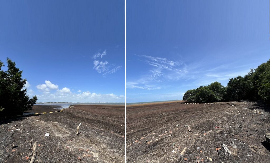 Que l’on regarde à gauche à l’horizon, ou à droite, les sargasses s'agglomèrent en mer dans la zone de la plateforme de ramassage d'Arnouville Est à Petit-Bourg, 8 avril 2026. Photo / LCG