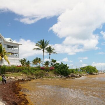 Sur le littoral de Saint-François les accumulations de sargasses s'observent. Avril 2026. Photo: LCG
