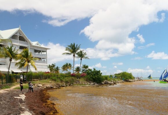 Sur le littoral de Saint-François les accumulations de sargasses s'observent. Avril 2026. Photo: LCG