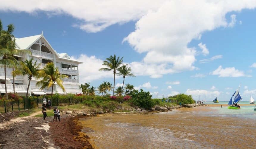 Sur le littoral de Saint-François les accumulations de sargasses s'observent. Avril 2026. Photo: LCG