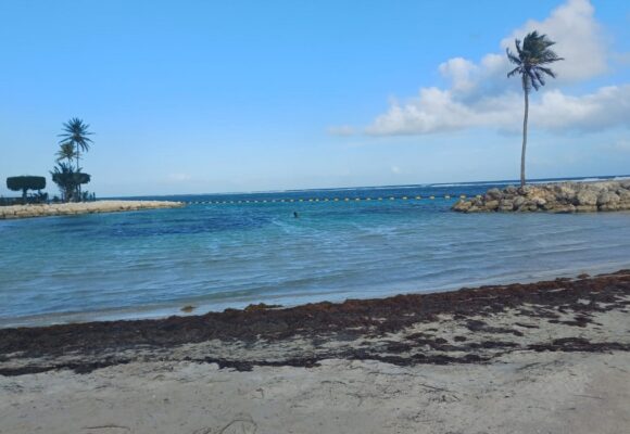 Sargasses sur la plage du bourg de Sainte-Anne, avril 2026. Photo : LCG