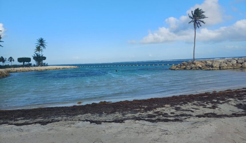 Sargasses sur la plage du bourg de Sainte-Anne, avril 2026. Photo : LCG