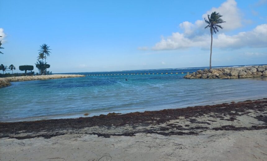 Sargasses sur la plage du bourg de Sainte-Anne, avril 2026. Photo : LCG