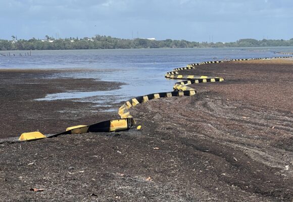 Les sargasses non ramassées s'agglomèrent sur la plateforme de ramassage d'Arnouville Est à Petit-Bourg, 8 avril 2026. Photo / LCG
