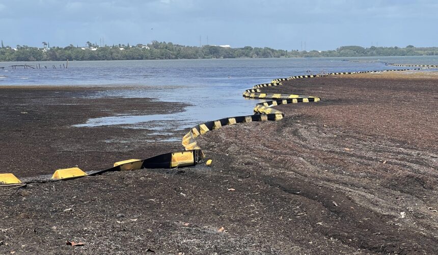 Les sargasses non ramassées s'agglomèrent sur la plateforme de ramassage d'Arnouville Est à Petit-Bourg, 8 avril 2026. Photo / LCG